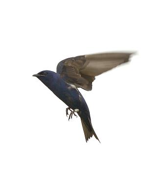 Purple Martin in Flight