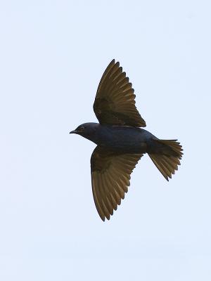 Purple Martin in Flight