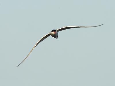  Plum Island, Parker River National Wildlife Refuge Common Tern at North Pool