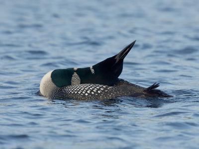  Grafton Pond  Enfield New Hampshire Loon Neck Stretch
