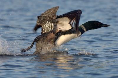 243 Common Loon Taking Off From Water