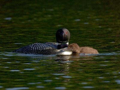 245 Common Loon and Chick