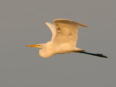 132 Great Egret Flight at Sunset