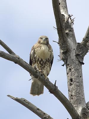 Red Tail 3 8-19-05.jpg