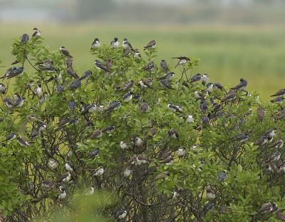  Plum Island, Parker River National Wildlife Refuge Pre- Migration Swallows
