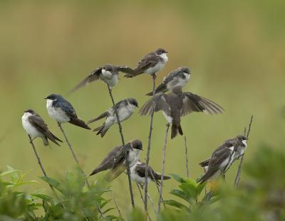  Plum Island, Parker River National Wildlife Refuge Swallows Begin Migration