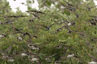  Plum Island, Parker River National Wildlife Refuge Swallows Swarming Bushes