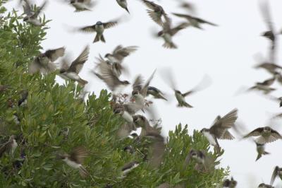  Plum Island, Parker River National Wildlife Refuge Swallows Swarming Bushes 2