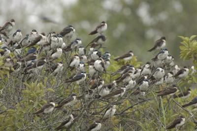  Plum Island, Parker River National Wildlife Refuge  Swallows Swarming Bushes