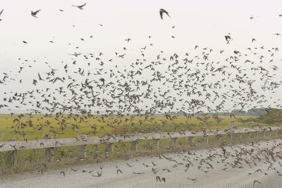  Plum Island, Parker River National Wildlife Refuge Swallows Swarming Road