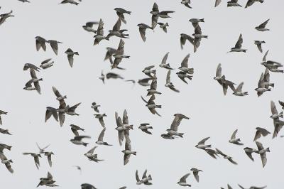  Plum Island, Parker River National Wildlife Refuge Swallows Wsarming Sky 2