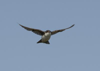  Plum Island, Parker River National Wildlife Refuge Swallow in Flight 1 8-25-05
