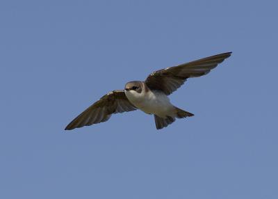  Plum Island, Parker River National Wildlife Refuge Swallow in Flight 2 8-25-05