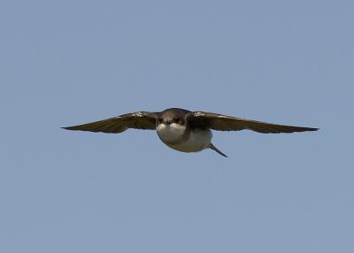  Plum Island, Parker River National Wildlife Refuge Swallow in Flight 3 8-25-05