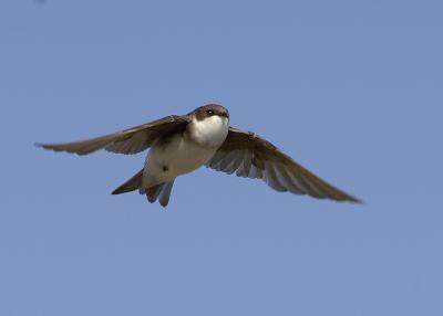  Plum Island, Parker River National Wildlife Refuge Swallow in Flight 5 8-25-05