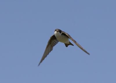  Plum Island, Parker River National Wildlife Refuge Swallow in Flight 6 8-25-05