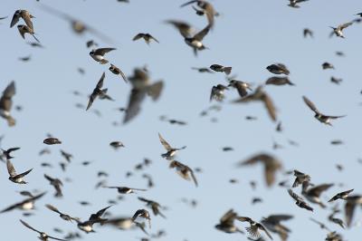 Plum Island, Parker River National Wildlife Refuge Swallows Massing in Air 8-25-05