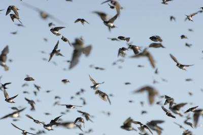  Plum Island, Parker River National Wildlife Refuge Swallows Massing in Air 8-25-05