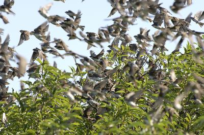  Plum Island, Parker River National Wildlife Refuge Swallows Massing in Bushes 8-25-05