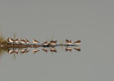 Semipalmated Sandpipers