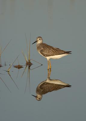9- Greater Yellow Legs Reflection