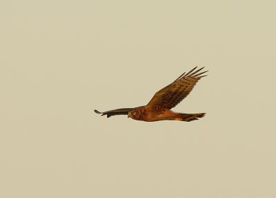 v3/38/391838/3/48590935.EarlyAMHarrier.jpg