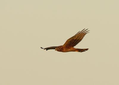 Harrier at Dawn North Field Plum Island, Parker River National Wildlife Refuge