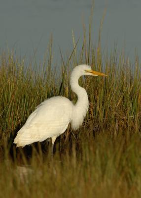 141 Great Egret