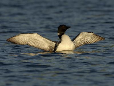 247 Common Loon Late Light