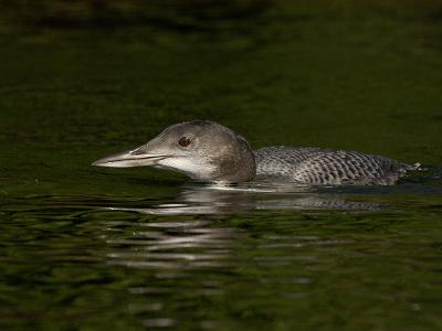 249 Common Loon Juvenile