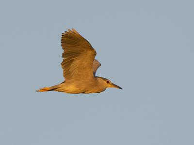 145 Black Crowned Night Heron in Flight