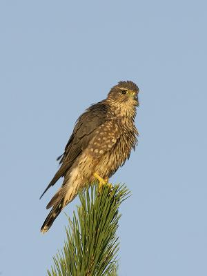  Plum Island, Parker River National Wildlife Refuge MERLIN 2