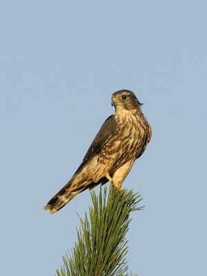  Plum Island, Parker River National Wildlife Refuge MERLIN 3.