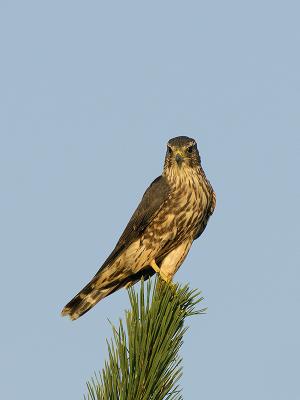  Plum Island, Parker River National Wildlife Refuge MERLIN 4.