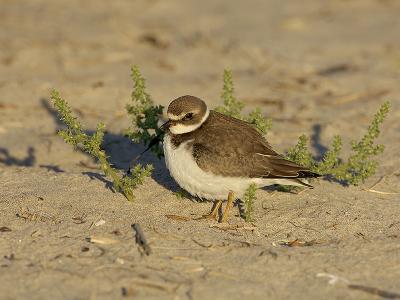 Semipalmated Plover Late Afternoon