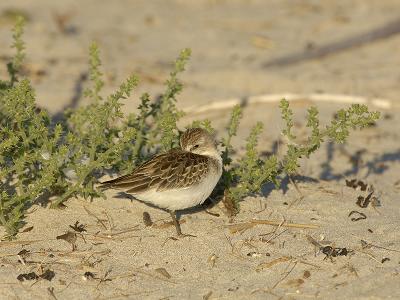 Semipalmated Sandpiper Beach Plants