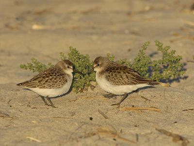 Semipalmated Sandpipers Face to Face.jpg