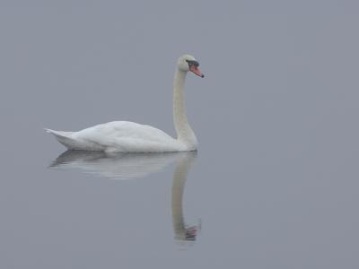 Beauty In The Fog 2.jpg