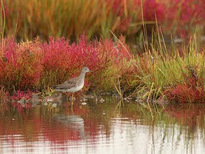 19-Yellow Legs in Fall Marsh Grass