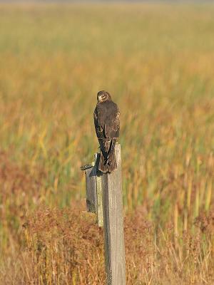 Harrier On Post.jpg