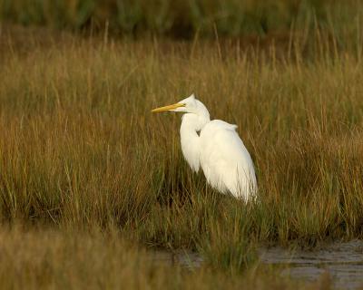 149 Great Egret