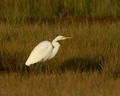 Great Egret R.jpg