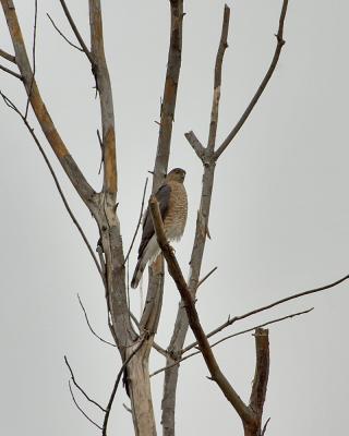 Sharp Shinned Hawk