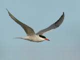 123 Common Tern in Flight
