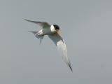 126 Plum Island, Parker River National Wildlife Refuge Least Tern 3 at Bill Forward Pool