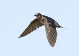 Purple Martin in Flight