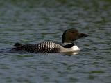  Grafton Pond Enfield New Hampshire Loon GW Right