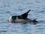  Grafton Pond  Enfield New Hampshire Loon Neck Stretch