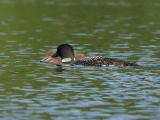 244 Common Loon Feeding Chick