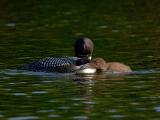 245 Common Loon and Chick